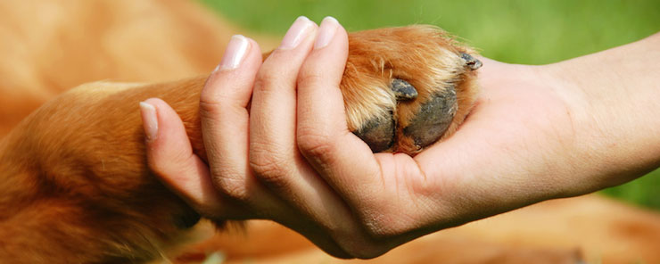 dog shaking hand mobile vet