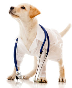 mobile vet client info puppy