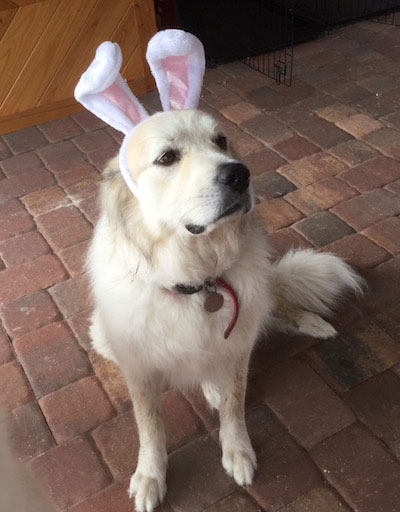 dog with bunny ears